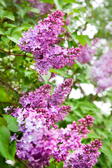 Branch of blooming lilacs.