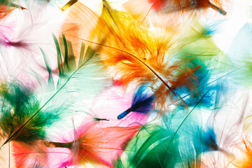 Colorful feathers