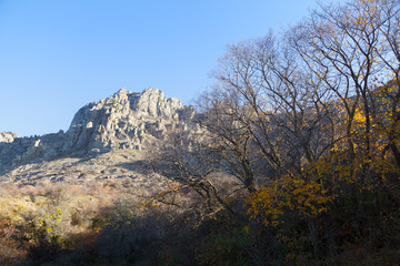 Obraz premium Autumn beautiful forest