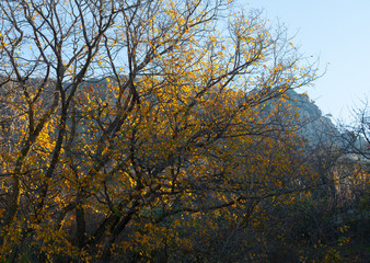 Autumn beautiful forest