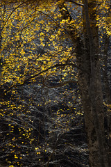 Autumn beautiful forest