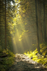 Beautiful morning in the forest with sunbeams.