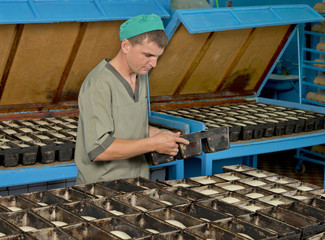 Baking  bread  in  a  small  village