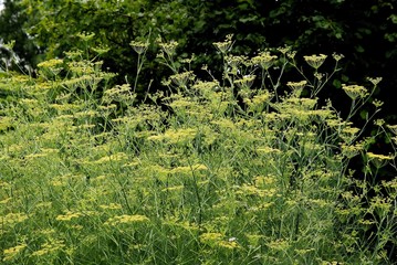dill plants blossoming in a garden