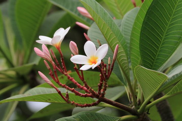 Fototapeta premium Frangipani flowers and buds