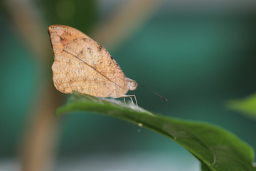 Obraz premium Great orange tip butterfly