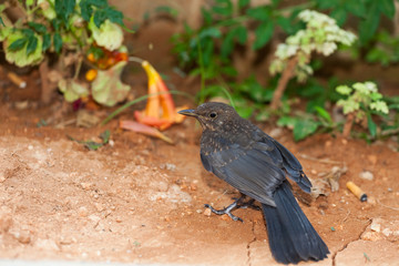 beautiful little bird