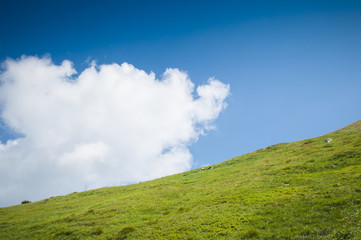 Obraz premium Green meadow and the blue sky