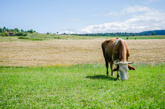 cow on fild