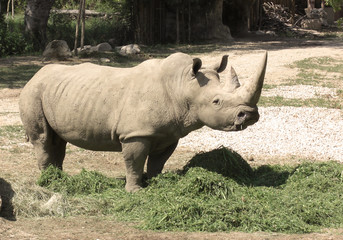 Rinoceronte