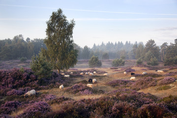Obraz premium sheep on purple blooming heather