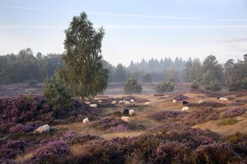 Crédence de cuisine en verre imprimé Moutons sheep on purple blooming heather