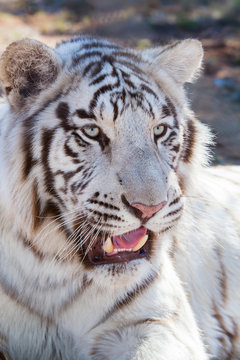 male white bengal tiger
