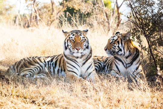 Portrait Of Two Bengal Tigers