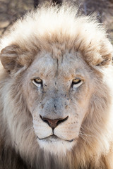 male white lion