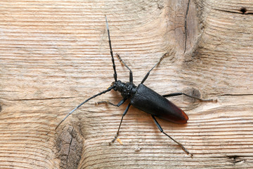Cerambyx cerdo