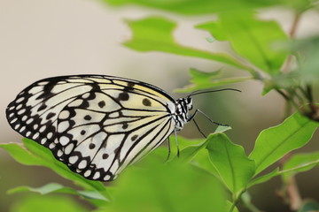 Large Tree Nymphs(Paper Kite,Rice Paper) butterfly resting on the green leaf