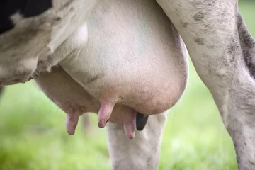 Cercles muraux Vache mamelle de vache noire et blanche dans le pré