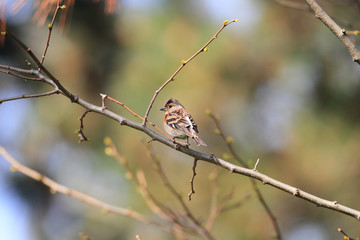Brambling (Fringilla montifringilla) in Japan