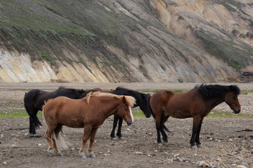 chevaux islandais