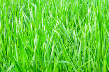 Fototapeta na wymiar Fresh green grass with water droplet