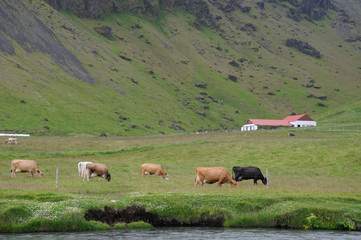 ferme islandaise