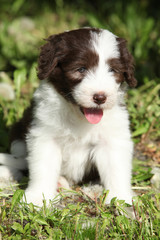 Beautiful bearded collie