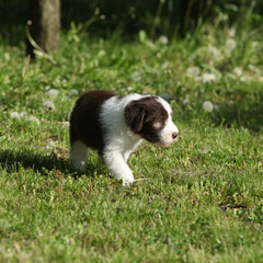 Bearded Collie running in the garden