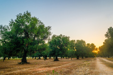 Puglia, Italy, Olive trees