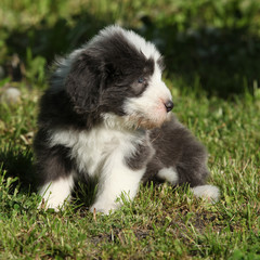 Puppy of Bearded collie in the garden