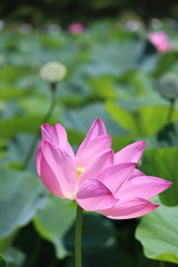 Obraz premium 蓮の花