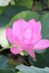 Obraz premium 蓮の花