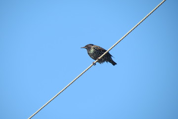 Moineau sur fil © Marytog