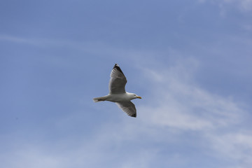 Vorbeiflug einer Möwe