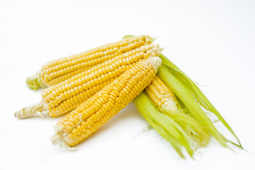 Ear of Corn with Leaves