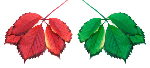 Green and red yellowed leaves (virginia creeper leafs)