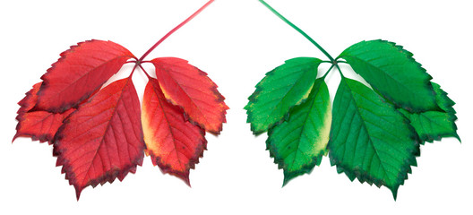 Green and red yellowed leaves (virginia creeper leafs)
