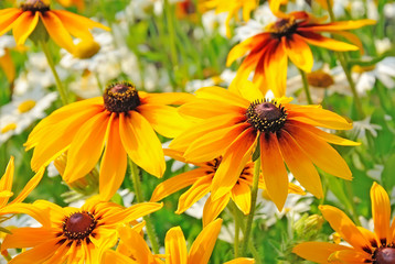 Flowers rudbeckia