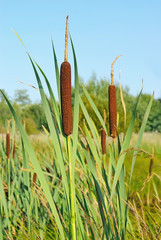 Bulrush plants © nadin333