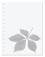 Notebook paper with virginia creeper leaf
