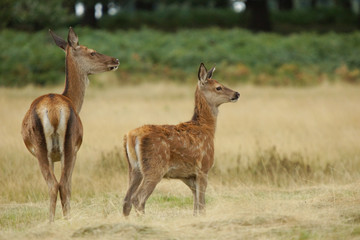 Red Deer, Deer, Cervus elaphus