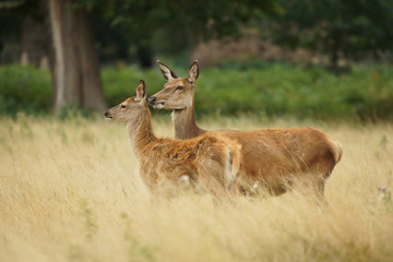 Red Deer, Deer, Cervus elaphus