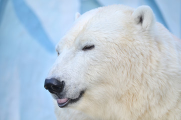 Белый медведь в профиль.