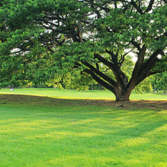 Green park outdoor