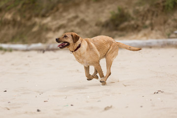 Labrador retriever Hund rennt am Strant entlang