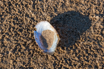 Duck mussel on the beach