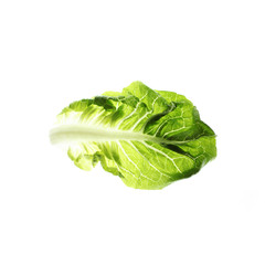 Fototapeta premium salatblatt Salatherz Romana