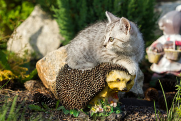 Kitten sitting on artificial hedgehog