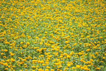 Marigold ( Tagetes erecta) flower field