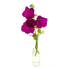Bouquet of pink petunias